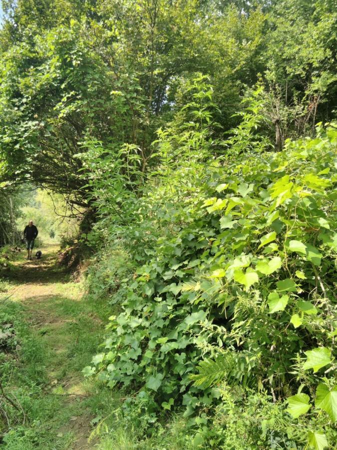 Grande Tente Tipi En Pleine Foret Burzet Extérieur photo