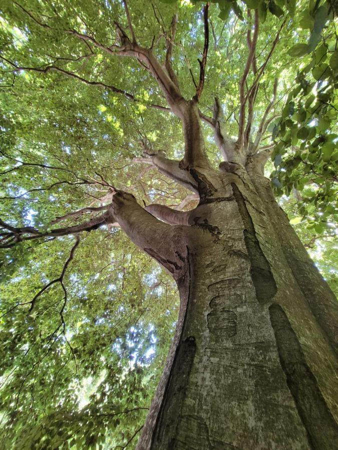 Grande Tente Tipi En Pleine Foret Burzet Extérieur photo